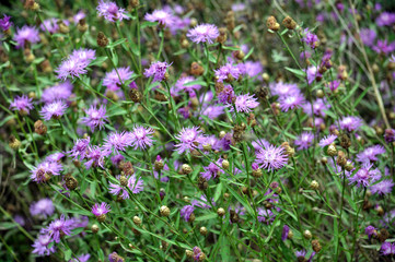 Fototapeta premium Blossom cornflower with purple image of flowers