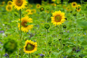 Inside a field of yellow sunflower plants in summertime
