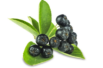 branch of ripe, black ashberry with a lot of ripe berries