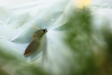 Green grass with a yellow dandelion is separated by a slug film. man destroys the eco-system.