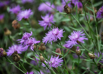 Blossom cornflower with purple image of flowers