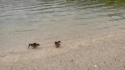 Wild ducks on Bohinj lake in Slovenia