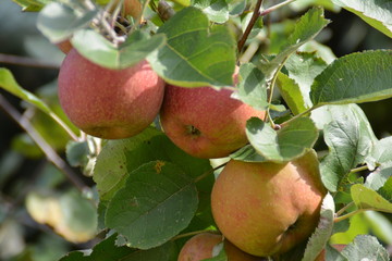 Äpfel am Baum