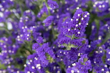 Obraz premium Small purple flowers.