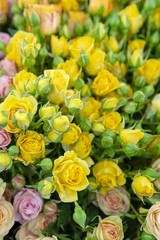 Beautiful, fresh yellow roses.