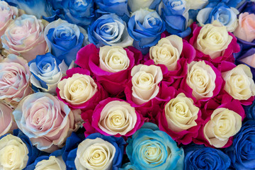Large multi-colored roses background.