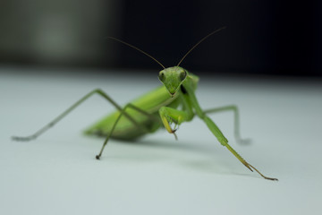 the mantis entered the house