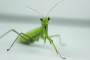 mantis, close-up