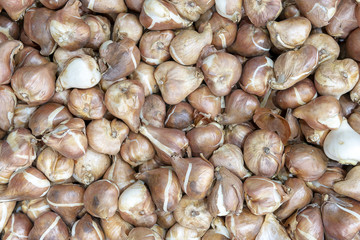 Bulbs are the seeds of flowers.