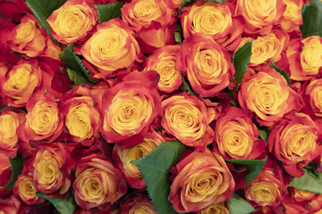 Beautiful, fresh orange roses.