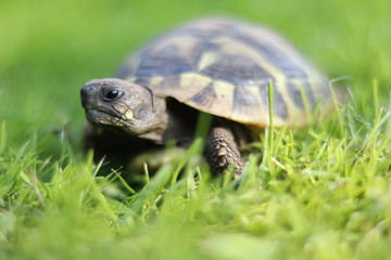 turtle in the meadow