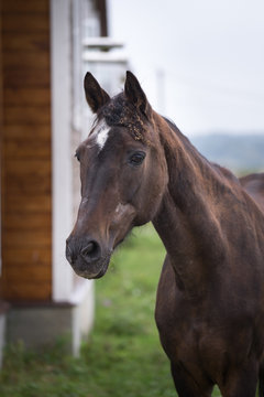 A brown horse