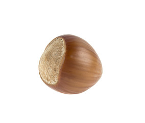 hazelnut on isolated white background