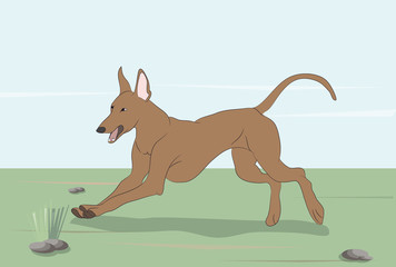 dog running, color, vector
