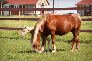 A foal and his mother