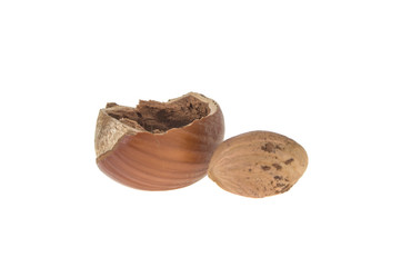 hazelnut on isolated white background