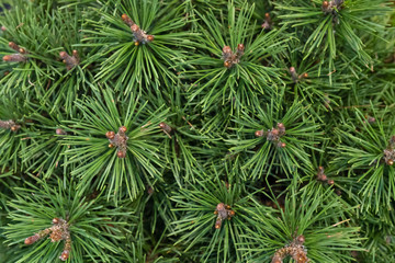 Green, coniferous ornamental plants.