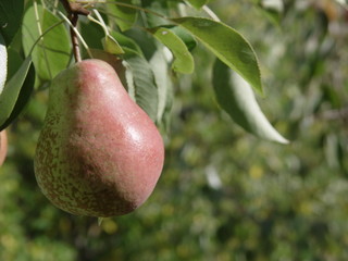 One pear and leafs in the sunshine