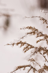 Winter flowers
