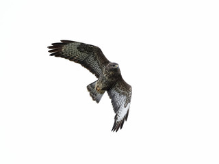 Common buzzard (Buteo buteo)