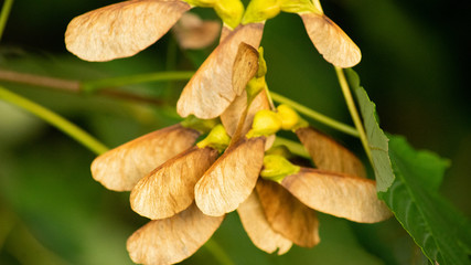 blatt, green, natur, pflanze, blatt, isoliert, baum, herbst, blume, weiß, frühling, rosales, makro, jahreszeit, gelb, garden, laub, sommer, flora, rot, fall, frisch, close up, ast, farbe