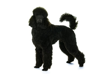 A black king poodle isolated in white