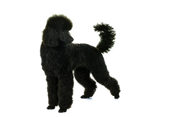 A black king poodle isolated in white
