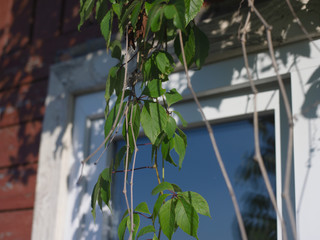 Naklejka na ściany i meble leaves in front of facade