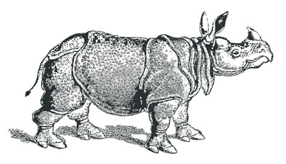 Threatened Indian rhinoceros unicornis in profile view. Illustration after a historical lithography or engraving from the early 19th century