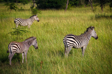 A group of three zebras stands in the grass at Lake Mburo National Park in Uganda