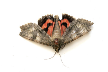 Close Up of a Dead Brown and Red Moth on White Background