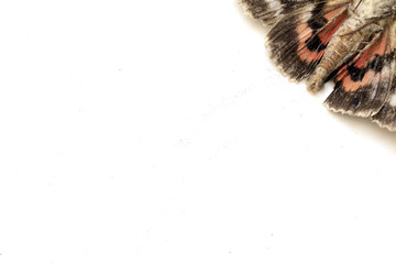 Close Up of a Dead Brown and Red Moth on White Background