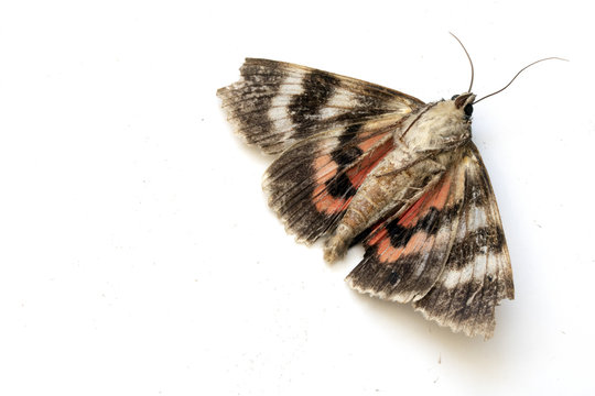Close Up of a Dead Brown and Red Moth on White Background