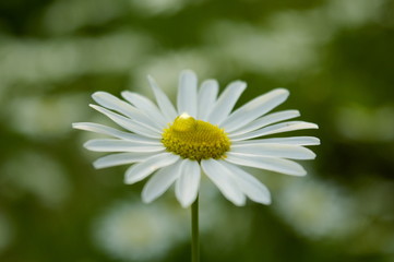 Fototapeta premium Daisy flower with water drop close-up