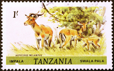 Impala gazelle on postage stamp of Tanzania