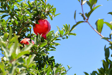 Ripe pomegranate grows on a tree