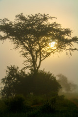 Fototapeta na wymiar A tree silhouetted in the sunrise mist at Lake Mburo National Park in Uganda, East Africa
