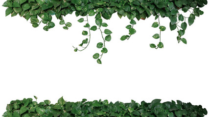 Nature frame of green variegated leaves of devil's ivy or golden pothos (Epipremnum aureum),...