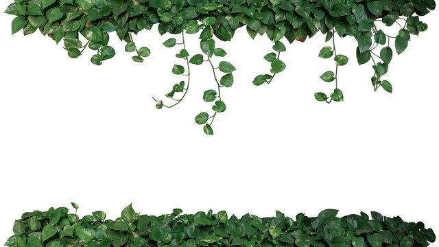 Nature frame of green variegated leaves of devil's ivy or golden pothos (Epipremnum aureum), tropical foliage plant bush wish hanging vine branches isolated on white background, clipping path.