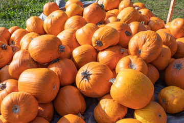 Huge Pumpkins lying on the Ground
