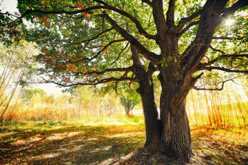 Oak tree in autumn forest.