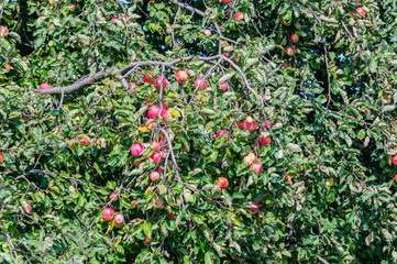 Fototapeta na wymiar Apple tree branches with apples.