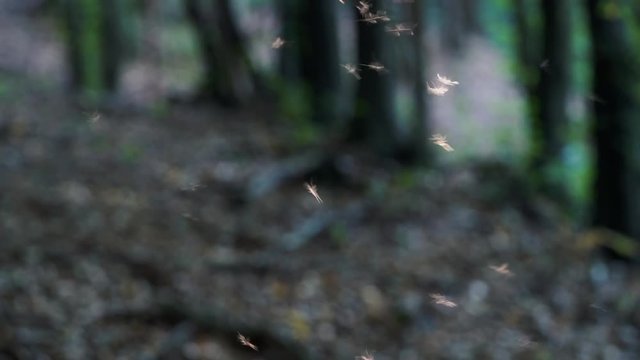 Dancing of Mosquitoes in the light - (4K)
