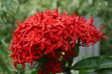 Blüten in Nicaragua