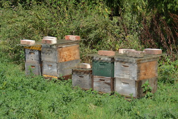 Bienenstock