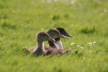 Drei Enten im Gras