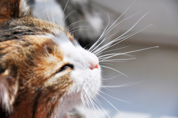 cute cat with long whiskers