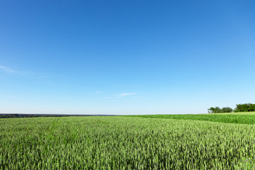 Obraz premium Field and sky