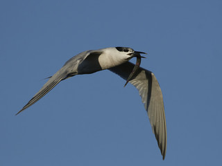 Sandwich tern (Thalasseus sandvicensis)