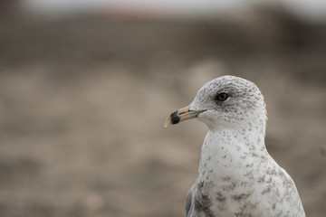 seagull on beach